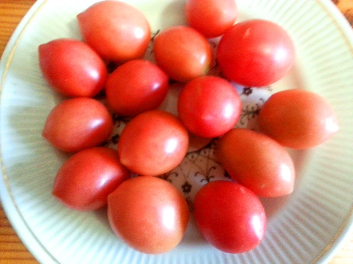 сорт томатов чио чио сан фото