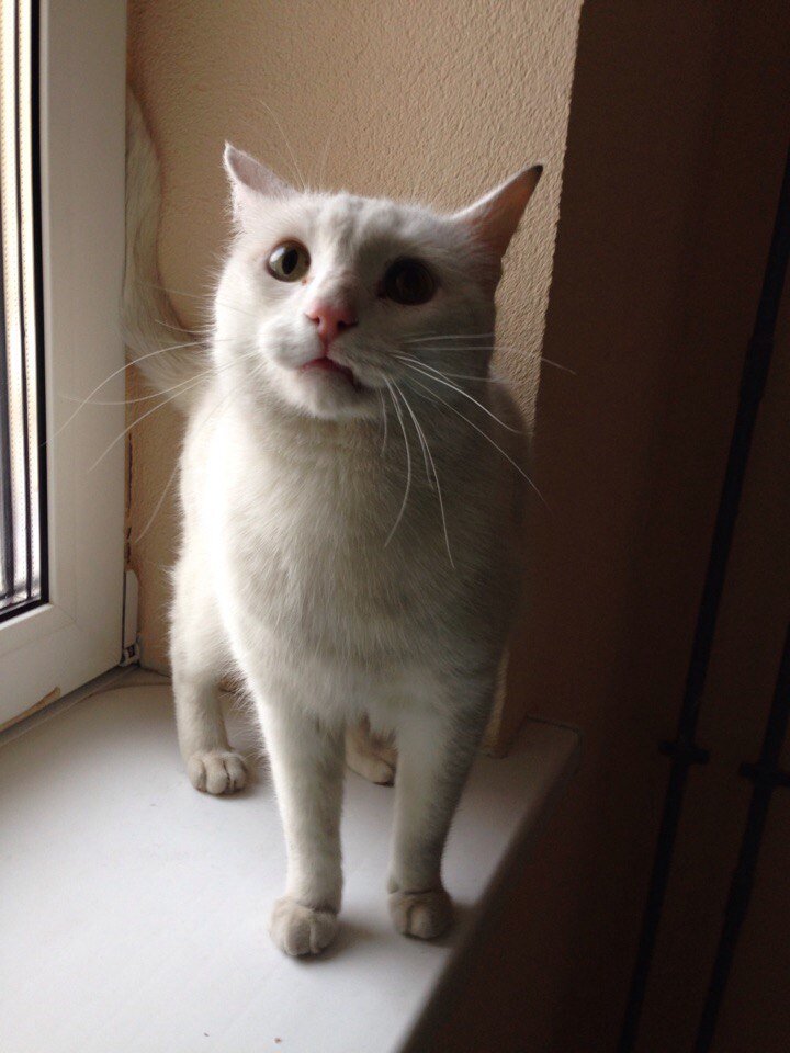 из объявления фото взяла.