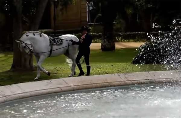 Андалузская или чистокровная испанская лошадь - многочисленная лошадиная элита, имеющая древнюю историю. Ее влияние на летопись коневодства огромно.-2