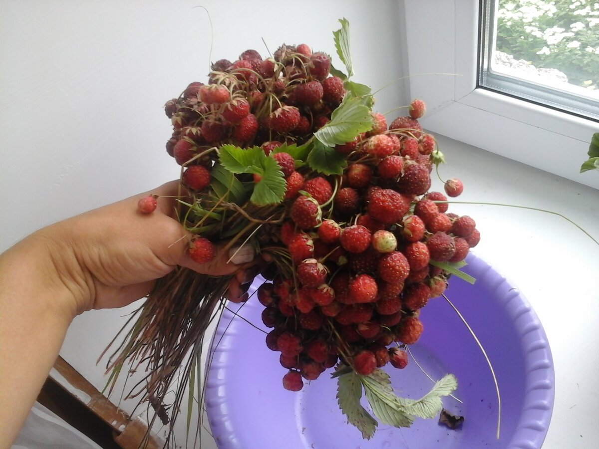 Букетик здоровья.