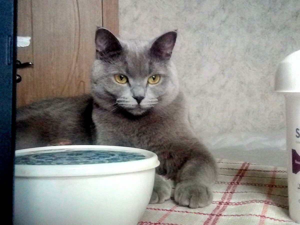 Моя красавица. Фото автора