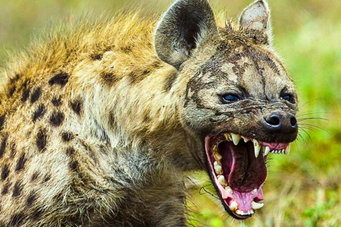 Картинка из Дзен