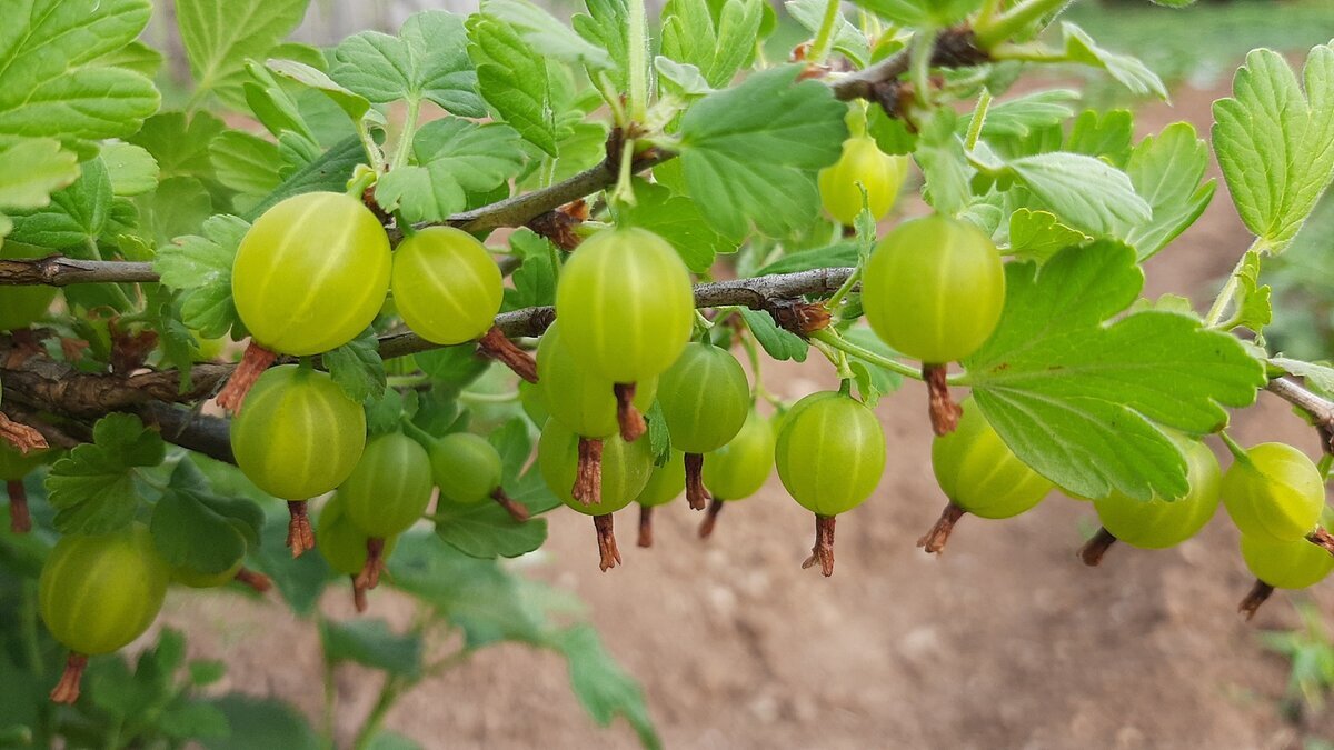 сорт крыжовника кардинал. крыжовник в корзинке. крыжовник берилл куст. крыжовник урожай. урожай крыжовника.