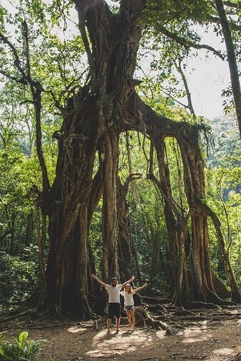 Cвященное для индуистов дерево баньян