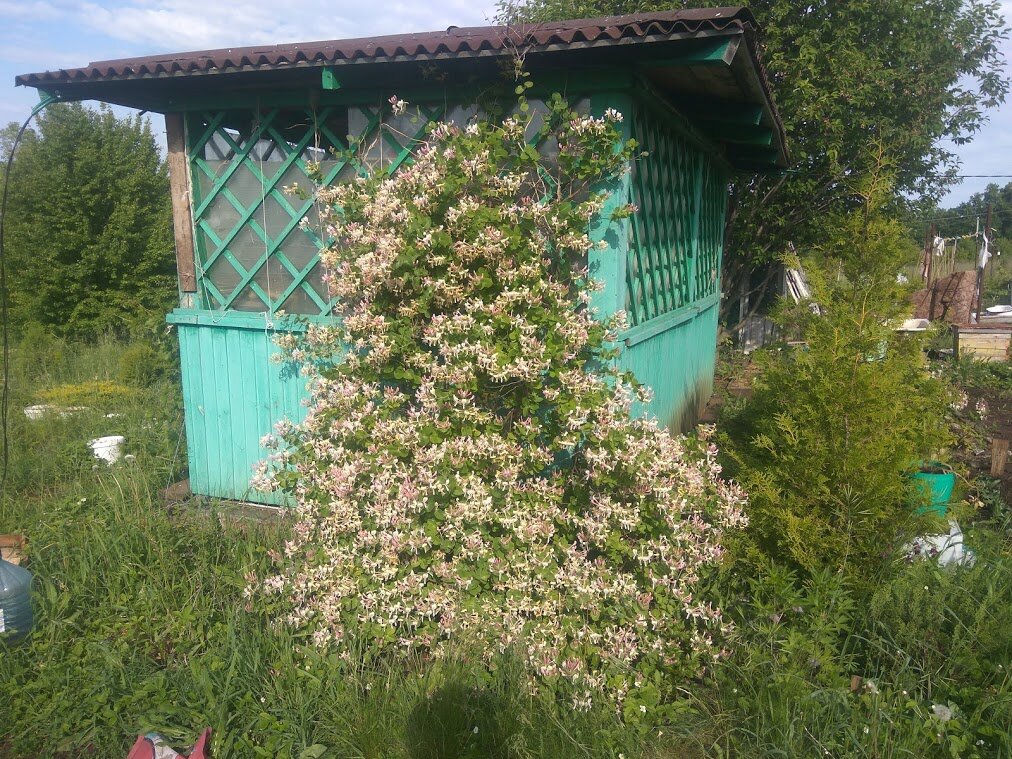 Жимолость Каприфоль на беседке