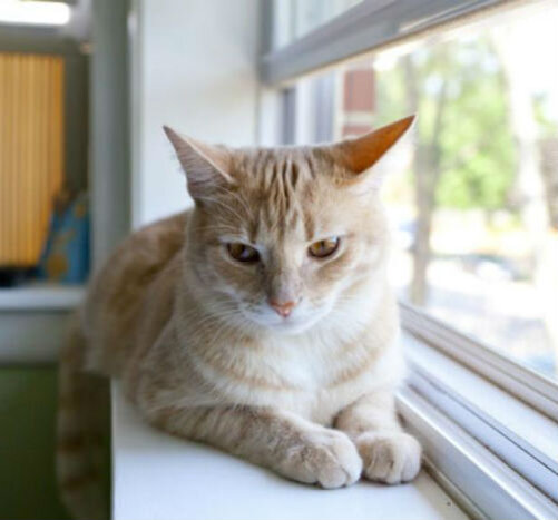 Остеопороз у кошек: причины, симптомы, лечение