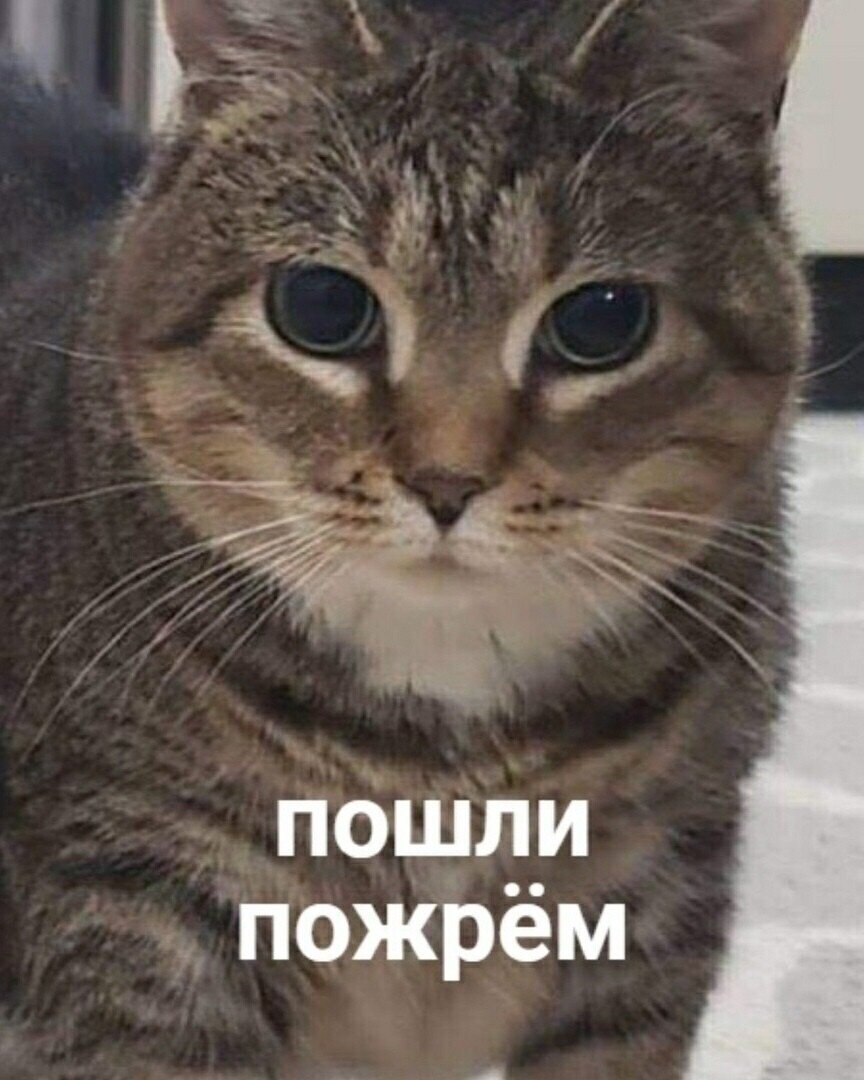 Пошли пожрем кот