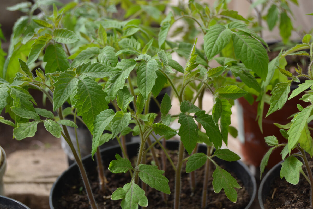 Рассада помидор