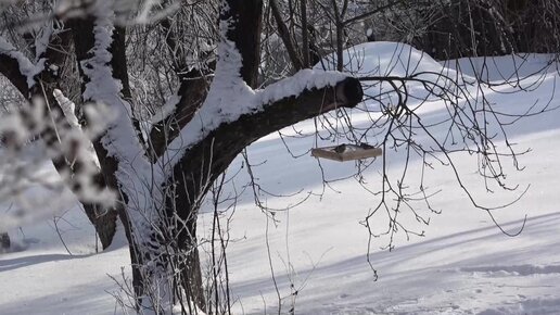 Кормите ваших птичек зимой