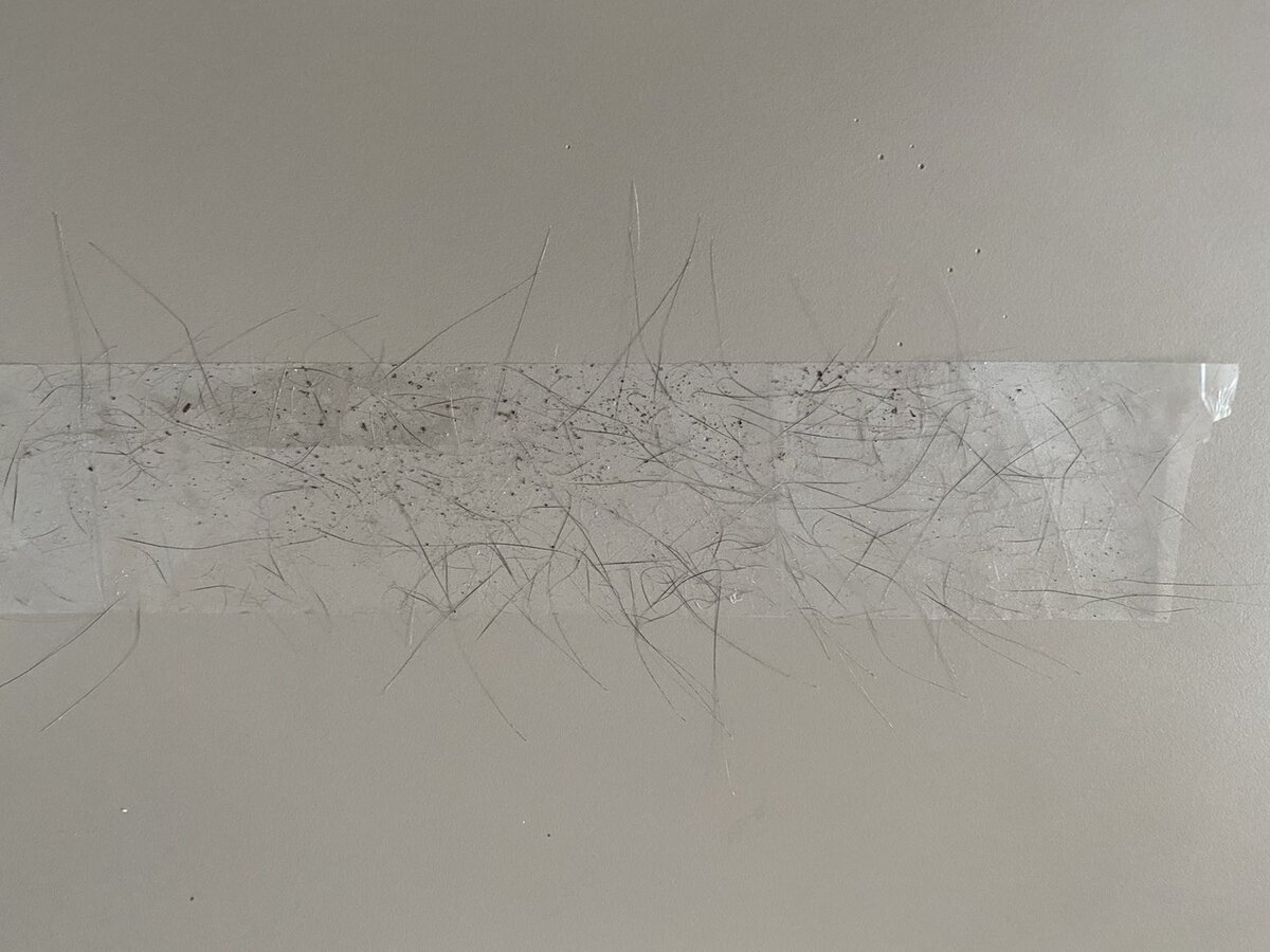 Против шерсти, скотч это простое и эффективное решение.