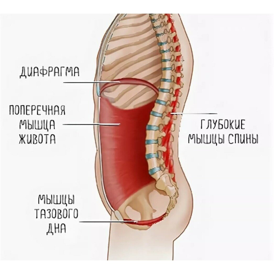 Грудобрюшная диафрагма анатомия