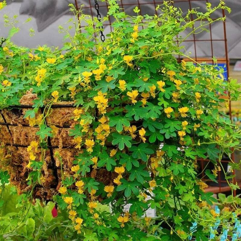 Иноземная настурция "Канарейка": кудрявые цветы в саду