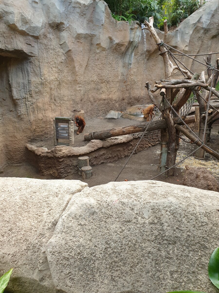 Обезьяны ну очень громкие.