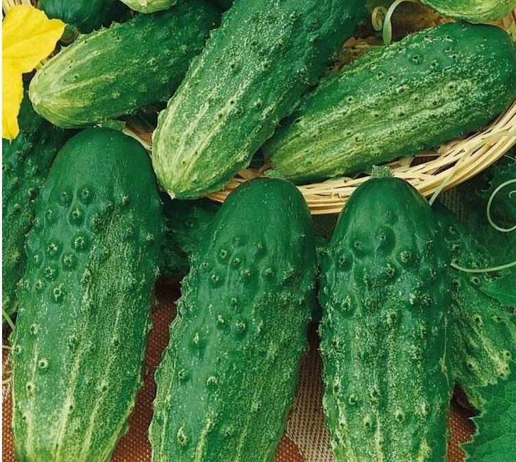 Сорт огурцов Бочковый засолочный F1. Фото с сайта ogorod-bez-hlopot.ru