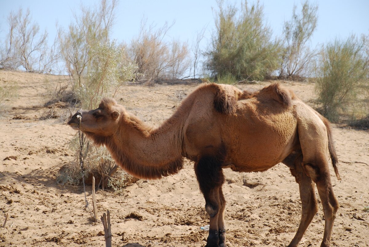 Верблюд 3 класс. Camelus bactrianus. Верблюд двугорбый Camelus bactrianus. Туркменский Арвана - одногорбый верблюд. Кызылкум верблюд.