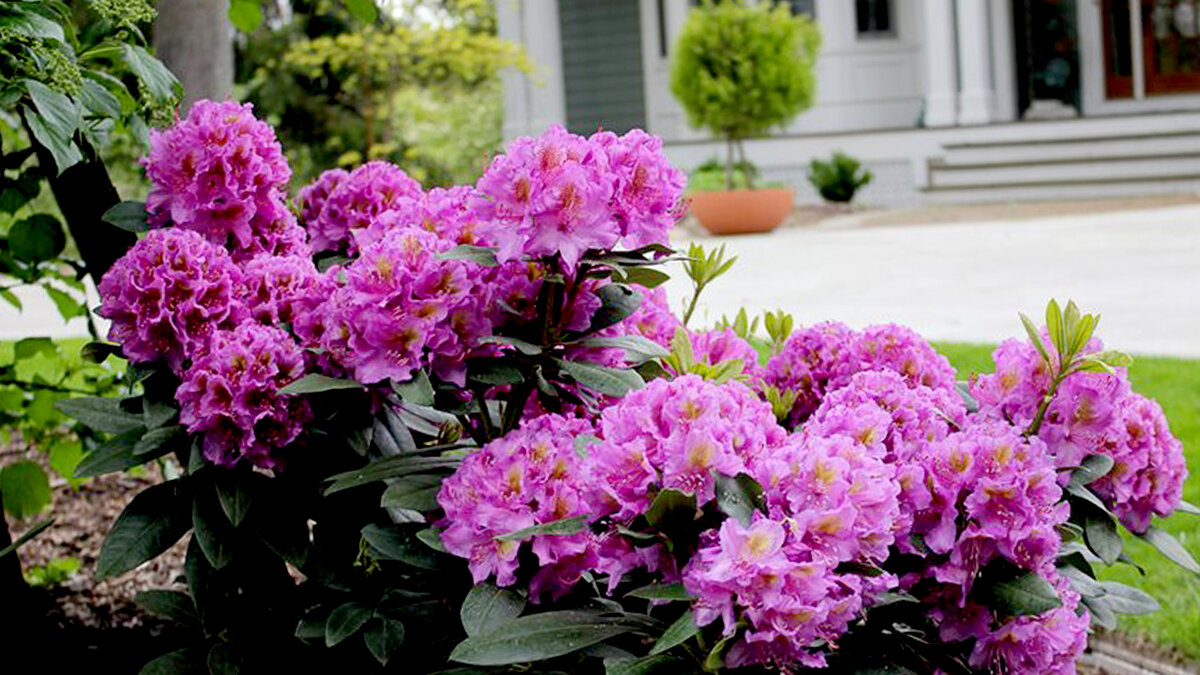 Рододендрон — растение для уютных прохладных уголков