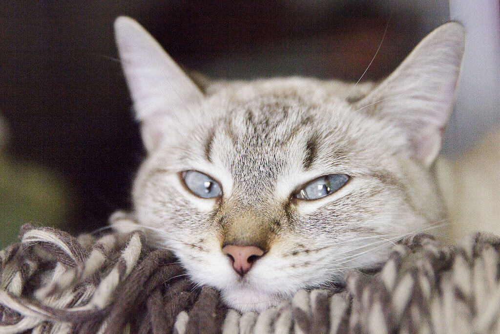 Та самая кошка, которая любит доброе слово. Знакомьтесь, наша Бусинка.