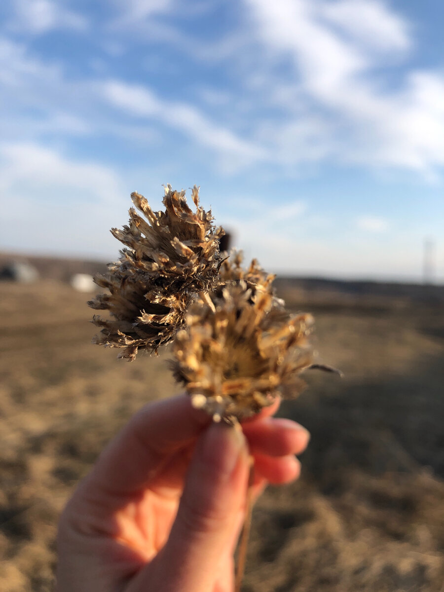 В апрельских сухостоях. Фото автора