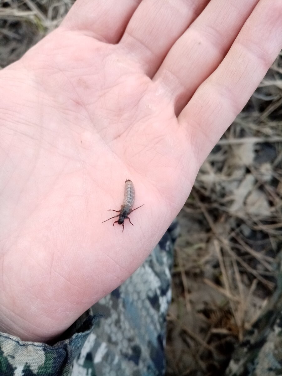 Вид без домика