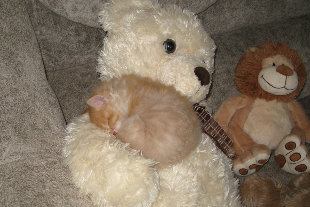 Мишка так похож на кошку. Фото автора