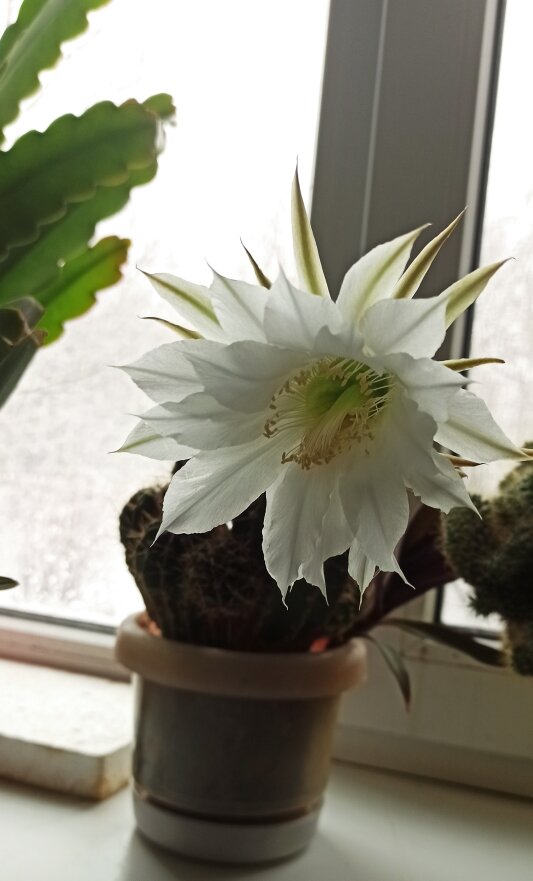 За окном лежит майский снег, а на окне радует цветением кактус. 