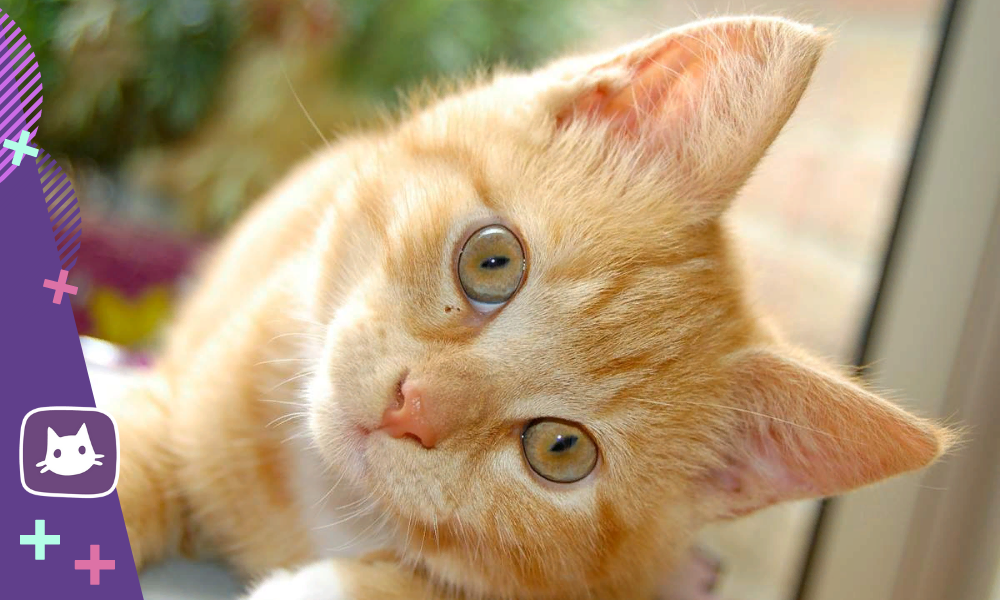 Кошка спрашивала кошку. Котики смешные. Рыжий котик. Счастливый кот. Кот смешно