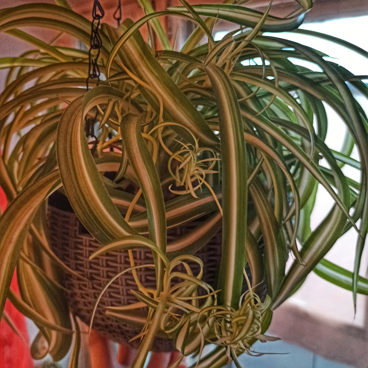 Кудрявый красавец