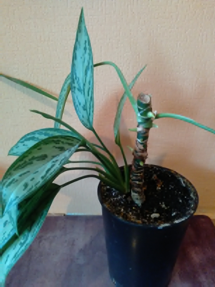 Так она выглядела в старом горшке , до пересадки. 