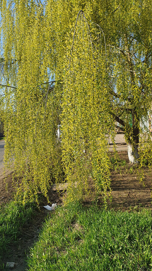 Фото Лужецкой Натальи цветет ива плакучая 29 апреля 2021 года