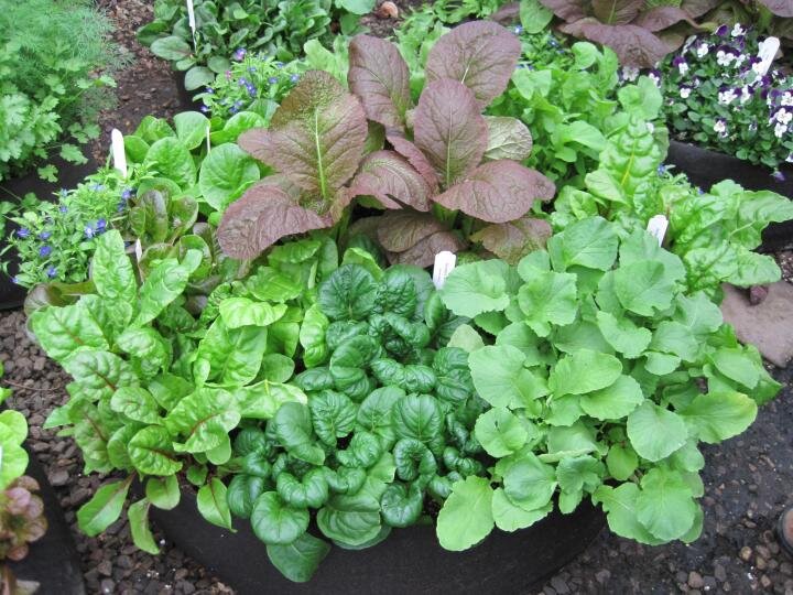 
Если вам не хватает места в саду, попробуйте выращивать салатную зелень в контейнерах.