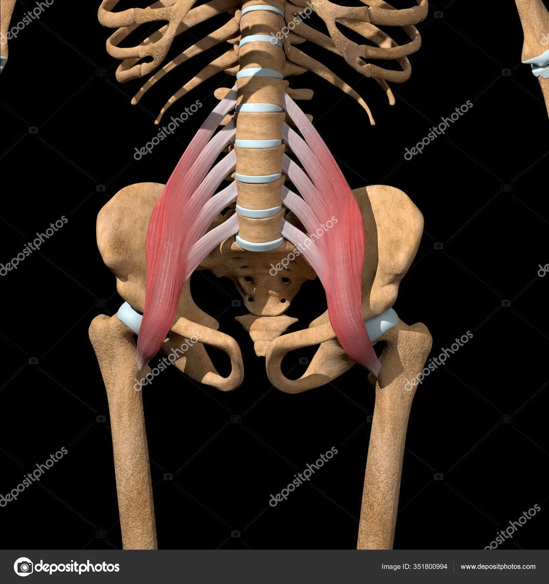 Поясничная мышца 