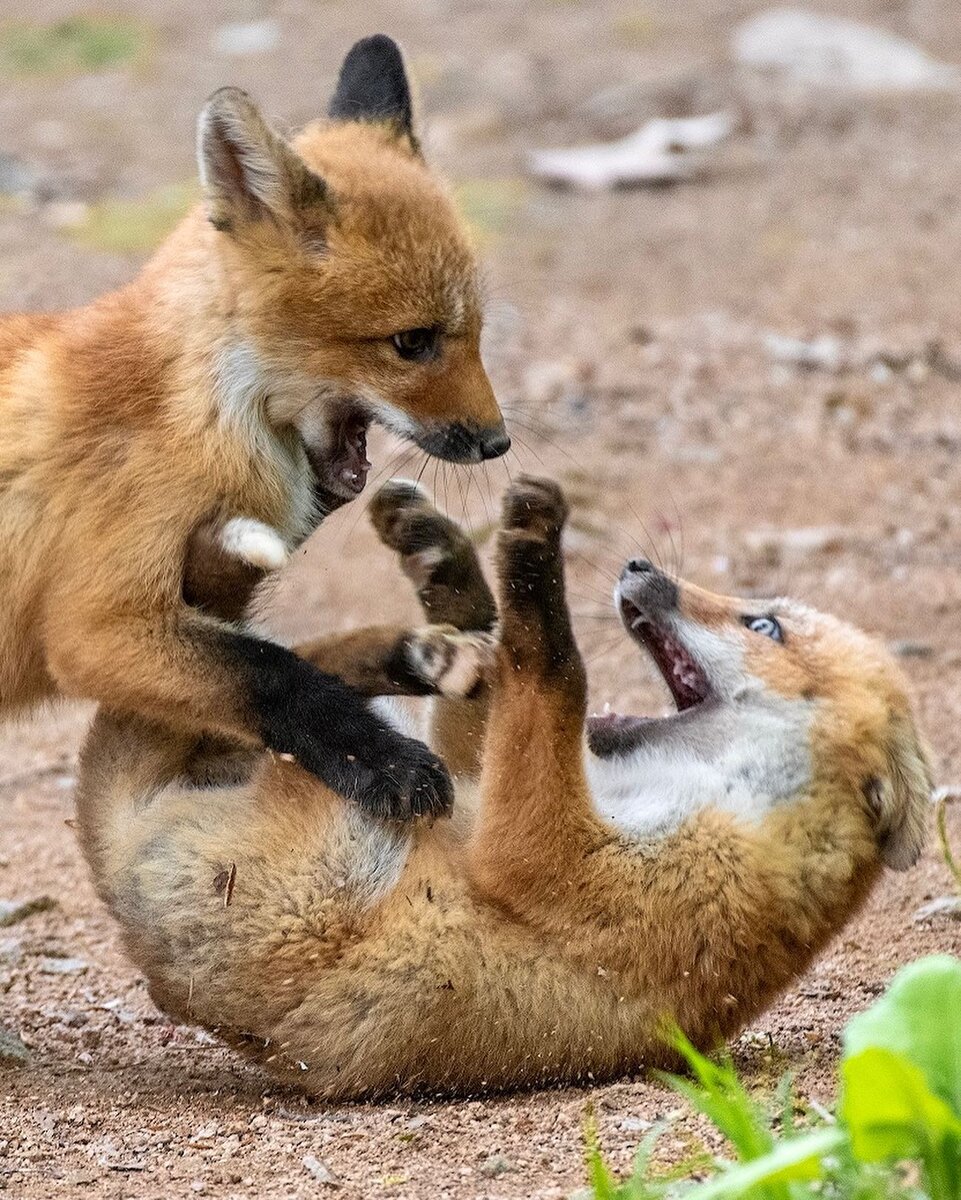 Фото:  Иван Боровков.   Опубликовано с разрешения автора