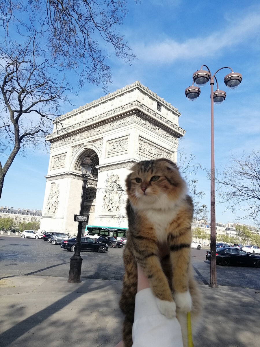 На фото моя кошечка Алиса 