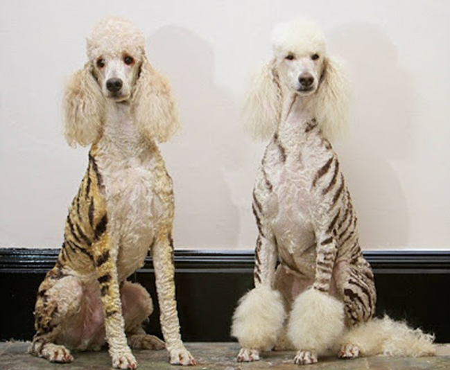 Творческий подход к стрижке пуделей