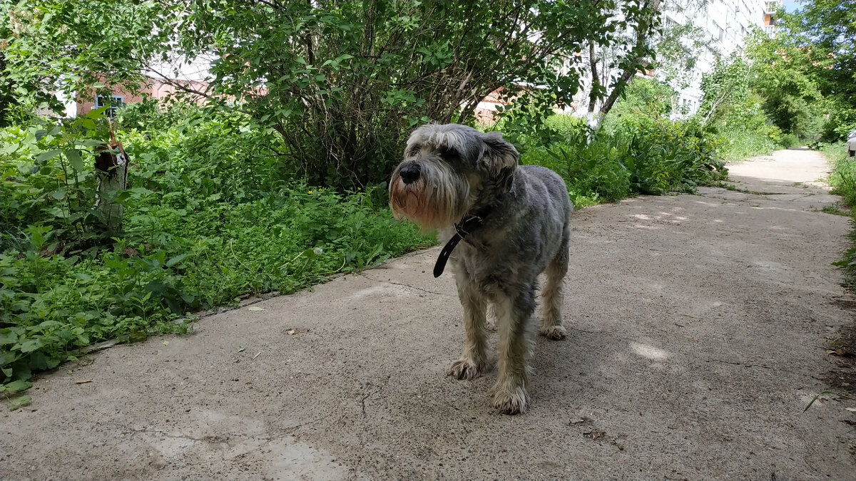 На утренней прогулке в городе.