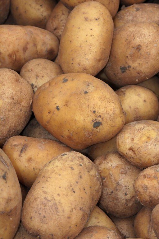 Увеличил урожайность картофеля в 10 раз - как мне это удалось?