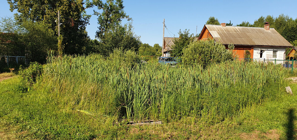 Это пруд посреди деревни. Воды не видно, так как он полностью зарос тростником и ивняком.