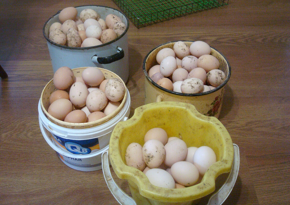 Золотые яйца