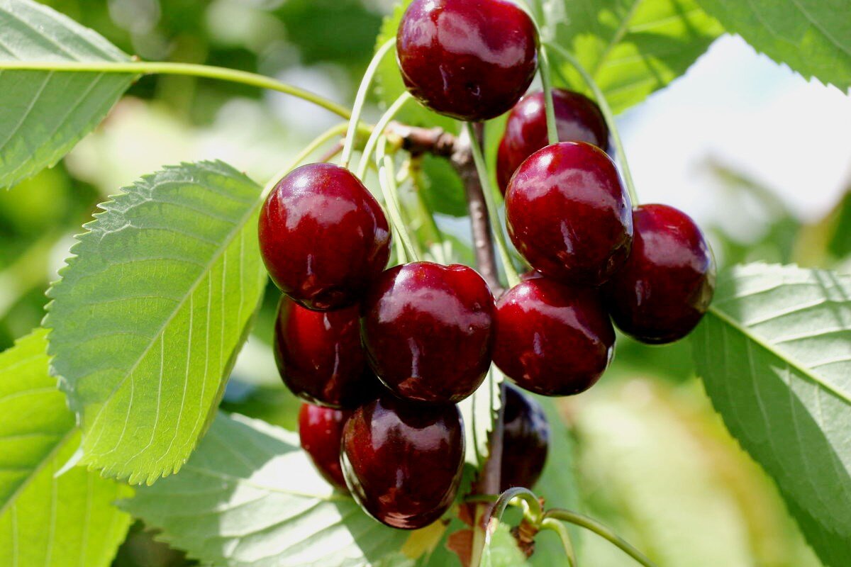 Черешня сорта Ипуть www.oazis-market.ru