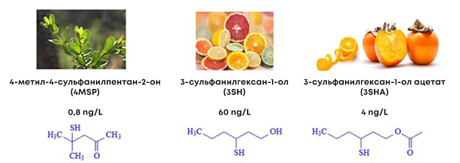 Химия ароматов сорта Совиньон Блан: https://bhftechnologies.com.au/increased-thiol-aromas-in-sauvignon-blanc/