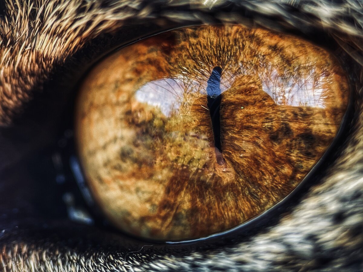 Фото с бесплатного фотоистока https://pixabay.com, автор Akinca57