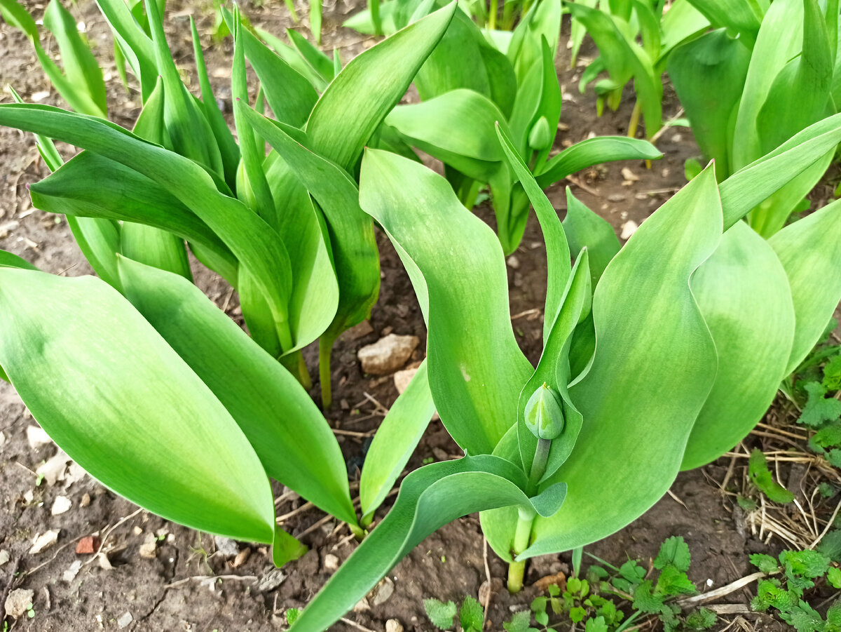 Фото автора. Тюльпаны