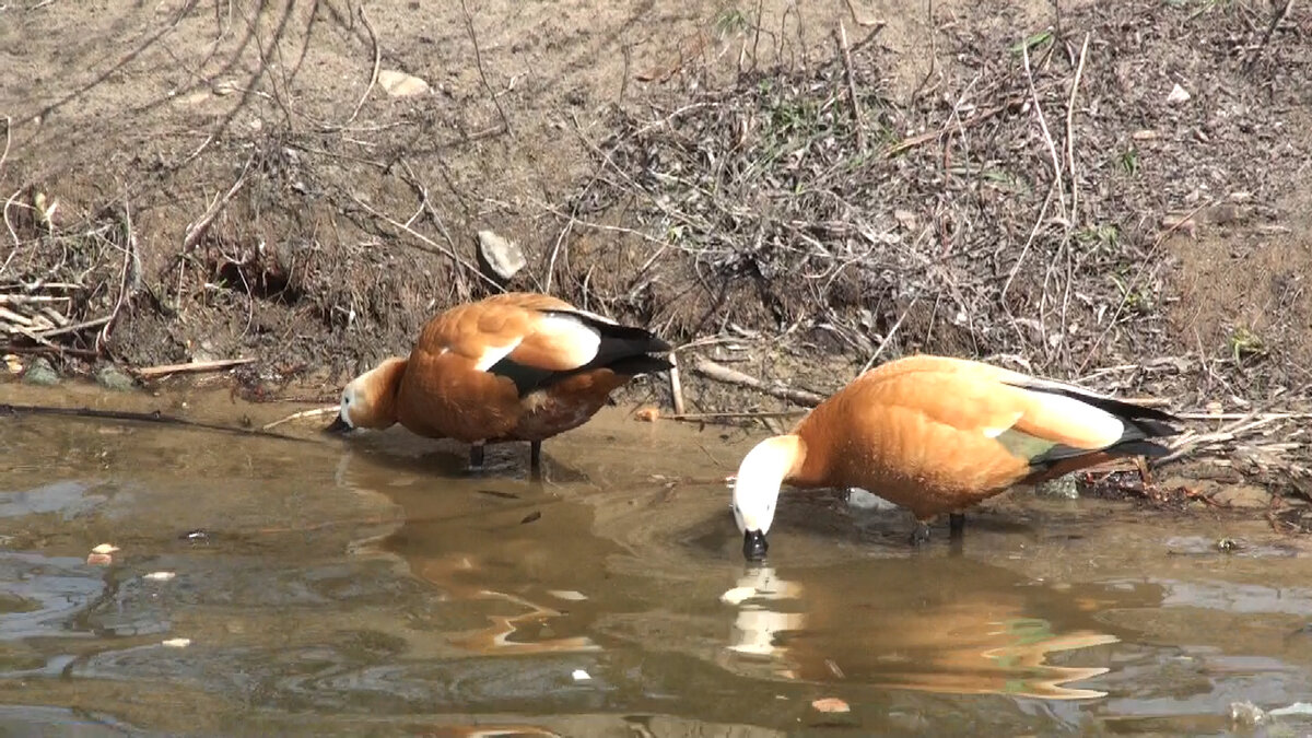 Вот такие необычные птицы прилетели на озеро в город