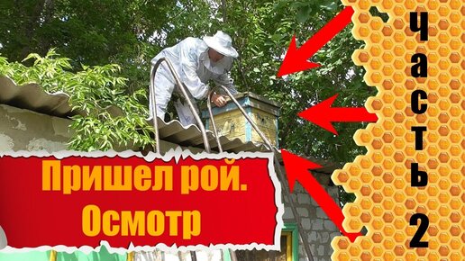 (ФОТО, ВИДЕО) На улицах Кишинева заметили рой пчел. Минсельхоз выступил с разъяснениями - NewsMaker