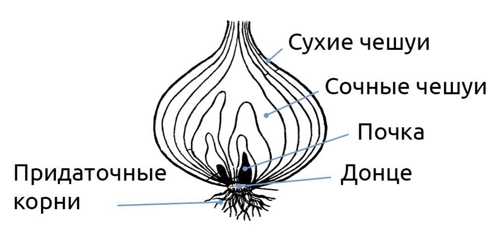 Какие корни изображены на рисунке лука