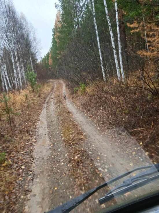     Фото пресс-службы нацпарка "Зигальга".