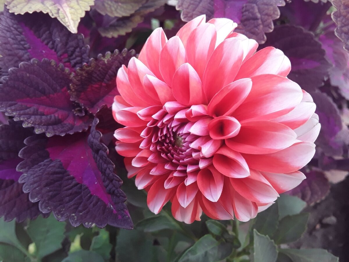 Георгин Императорский Dahlia Imperialis