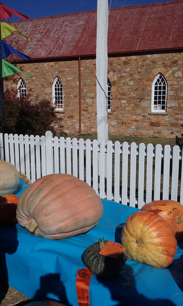Collector, ACT. Pumpkin festival