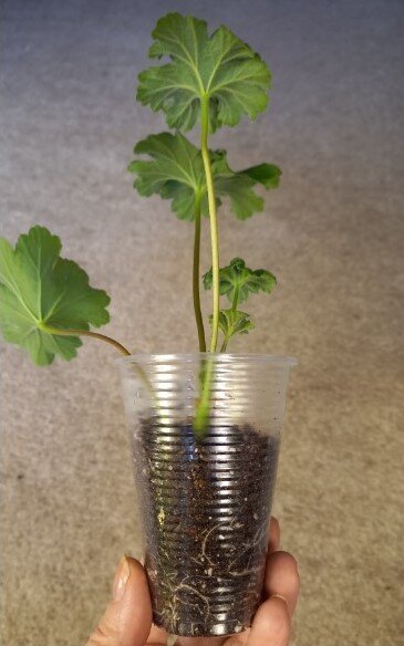 Так сейчас выглядят все черенки зонартика Леона Галактика.