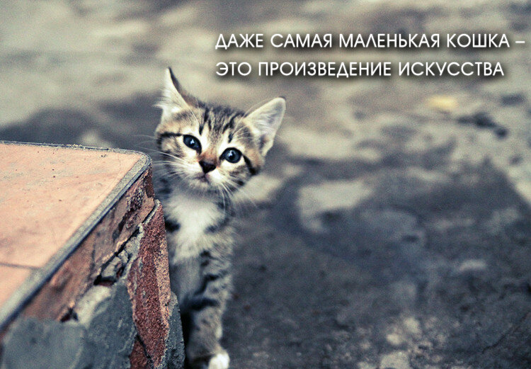 коты - статусы